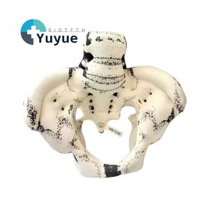 Modèle d'anatomie pelvienne en tissu souple, modèle d'os pelvien humain recouvert de tissu pour la démonstration pédagogique en obstétrique - Product Image 1
