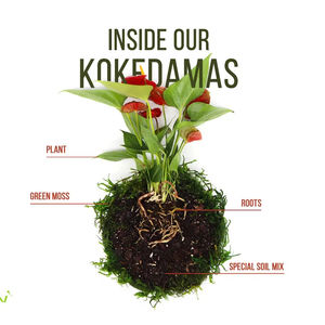 Estilo rural <span class=keywords><strong>Sansevieria</strong></span> Moonlight Kokedama con bola de musgo Macetas y jardineras colgantes para jardines urbanos para uso en el suelo - Product Image 1