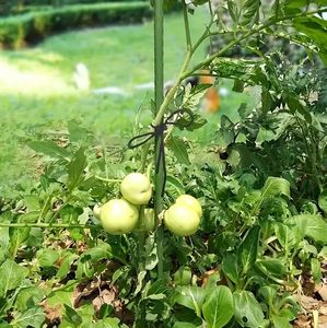 Tuinpaal met kunststof coating, metalen plantensteun voor klimplanten 0,6-3m staal rond 8mm 11mm 16mm 20mm - Product Image 4