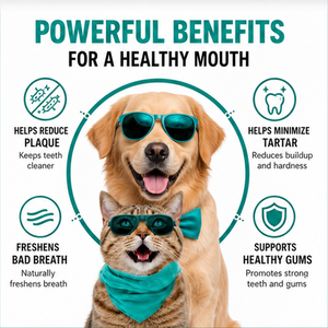 Cuidado de la Salud y <span class=keywords><strong>Suplementos</strong></span> <span class=keywords><strong>para</strong></span> Mascotas, Polvo Dental OEM/ODM, Mejora el Aliento, Previene el Sarro, Polvo de Limpieza Dental <span class=keywords><strong>para</strong></span> <span class=keywords><strong>Perros</strong></span> y Gatos - Product Image 2