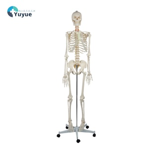 Modelo de Esqueleto <span class=keywords><strong>Humano</strong></span> Masculino de Tamaño Real de 176 cm con Nervio Espinal, Arteria Carótida, Base con Soporte, Modelo de Enseñanza de Anatomía Ósea Humana - Product Image 1