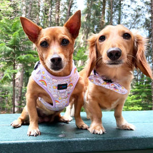Paquete de arnés para perros de arcoíris y nubes moradas de lujo, arnés ajustable para mascotas con correa, collar, pajarita, pañuelo y soporte para bolsa de caca - Product Image 2