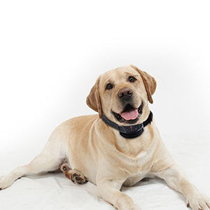 स्तर आवाज प्रशिक्षण Clickers बिजली के झटके विरोधी छाल कॉलर - Product Image 6