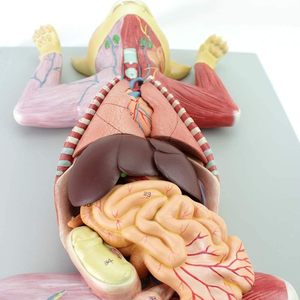 Modelos de torso y <span class=keywords><strong>esqueleto</strong></span>, modelo de gato anatómico, modelo de Anatomía de gato de tamaño real, Entrenamiento Educativo médico, material didáctico - Product Image 2