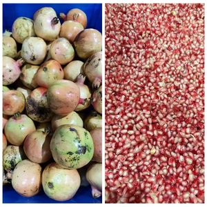 Ấn Độ Công Nghiệp Tươi Nho Quả Việt Quất Thân Cây Tách Nho Gốc Loại Bỏ Máy Anh Đào Destemmer Máy - Product Image 2