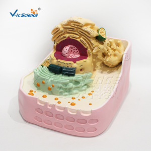 VIC036 แบบจำลองโครงสร้างเซลล์สามมิติแบบอัลตร้าไมโคร: สื่อการสอนสำหรับการสาธิตโครงสร้างอวัยวะในวิชาชีววิทยา - Product Image 1