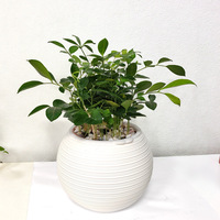 Pot de fleurs auto-arrosant au design moderne, en résine plastique épaissie, pour culture en terre ou hydroponie, idéal pour la décoration créative de la maison et le jardinage de bureau.