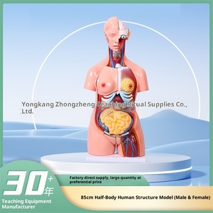 Modello di Struttura Umana in Plastica a Mezzo Busto, 85cm, Due Sessi, per Insegnamento di Anatomia Medica, Smontabile, per Scuole Primarie e Secondarie - Product Image 5