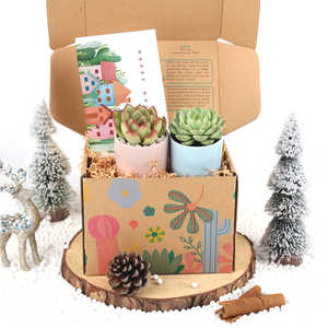 Caja de regalo con maceta de <span class=keywords><strong>Cactus</strong></span> suculenta <span class=keywords><strong>y</strong></span> rellena, plantas <span class=keywords><strong>suculentas</strong></span> cuadradas <span class=keywords><strong>para</strong></span> diseño de interiores, decoración del hogar, Kit de jardinería <span class=keywords><strong>interior</strong></span> - Product Image 5