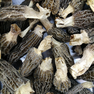 Funghi Morchella Esculenta Essiccati di Alta Qualità in Offerta - Product Image 5