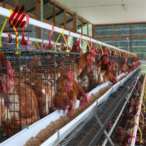 <strong>Cheap</strong> <strong>Price</strong> 96/120/128/160 Birds Hot Dipped Galvanized Layer Chicken <strong>Cage</strong> for Sale - Product Image 2