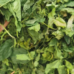 Hoja de Morera (Morus <span class=keywords><strong>Alba</strong></span>) para Té de Hierbas y Aplicaciones Alimentarias Funcionales - Product Image 2