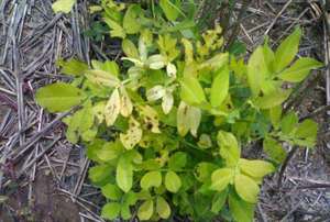 Prévention des engrais bio contrôle du durcissement du sol plante jaune courte racine pourrie UFC supérieure à 20 millions/g - Product Image 4