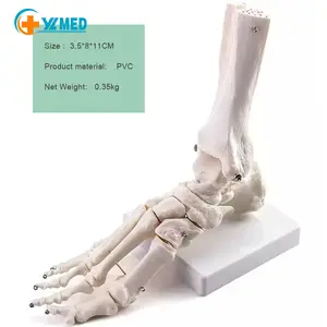 Best price medical science teaching source anatomical Human Teaching Foot Joint of PVC Material