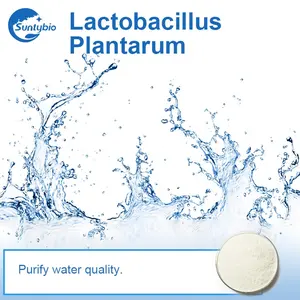 Lactobacillus Plantarum para la salud Animal, grado alimenticio
