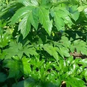 자연 건강 말린 아시타바 잎 추출 분말 허브 티 안젤리카 케이스케이 차 마시는 - Product Image 2