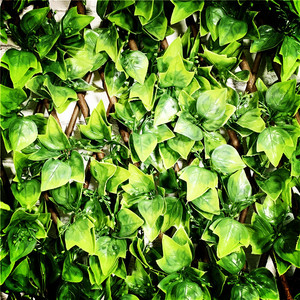 <strong>Artificial</strong> Expandable Ficus <strong>Leaf</strong> Seed-Bearing Boxwood Ficus <strong>Leaf</strong> <strong>Expanding</strong> Willow <strong>Trellis</strong> - Product Image 5