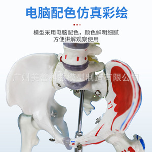 Modèle de squelette humain médical à corps entier de 170 cm avec coloration musculaire, structure anatomique des articulations pelviennes et du yoga - Product Image 5