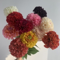 M208 Dahlias de haute qualité à 2 têtes, fleurs artificielles hydratantes pour décoration de mariage et accessoires de photographie, fleurs de dahlias au toucher réel