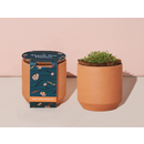 Vente chaude moderne 3000 Pc Kit de culture en <span class=keywords><strong>terre</strong></span> <span class=keywords><strong>cuite</strong></span> mignon petit Pot de fleur blanc avec merci marguerites pot de germination pour les jardins - Product Image 3