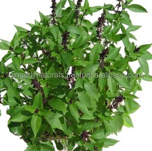 En vrac 100% pur séché prix d'usine basilic naturel de l'Inde - Product Image 2