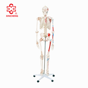 <span class=keywords><strong>Esqueleto</strong></span> con Músculos <span class=keywords><strong>y</strong></span> Ligamentos Numerados, Más de 200 <span class=keywords><strong>Huesos</strong></span>, 180 cm de Altura, Modelo de Enseñanza Médica - Product Image 1