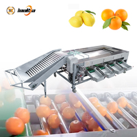 Industriële citroen- en avocado sorteersysteem met rollen, automatische citrus- en groentesorteermachine