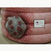 Modèle anatomique gonflable géant commercial à traverser en forme de poumon pour l'éducation médicale et les expositions sur la santé