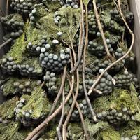 Fleurs séchées en gros tout-en-un : fruits de corail naturels pour arrangements de bouquets DIY, fleurs éternelles pour la décoration de la maison et de mariages