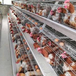 Jaulas para gallinas ponedoras de <span class=keywords><strong>segunda</strong></span> <span class=keywords><strong>mano</strong></span>, capacidad para 96 aves, para 2000 aves, para pequeñas granjas, Kenia - Product Image 5