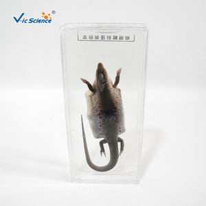 Dissección de lagartos, restauración de especímenes por inmersión, plexiglás acrílico y mantenimiento de especímenes didácticos de biología para - Product Image 3