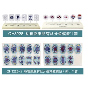 Modelos de mitosis y meiosis en células vegetales y animales; material didáctico e instrumentos para biología de secundaria. - Product Image 4
