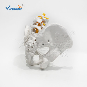 VIC-L053 Bassin masculin avec 2 vertèbres lombaires : Modèle de structure pour l'enseignement et la démonstration médicaux - Product Image 4