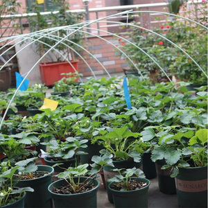 Herbruikbaar lage tunnelkas frame van glasvezelstangen voor rijafdekkingen - Product Image 6