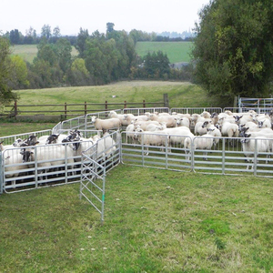Meilleures ventes 2026 : Panneaux pour moutons en acier galvanisé avec porte pour le tri et les soins vétérinaires - Product Image 5