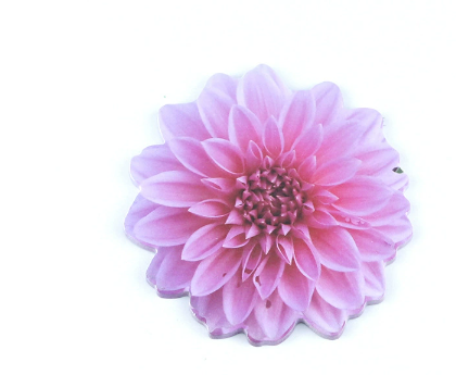 สีม่วงแดง