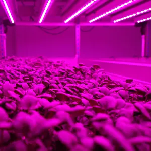 Iluminación para Cultivo <span class=keywords><strong>de</strong></span> Plantas <span class=keywords><strong>de</strong></span> 450nm a 665nm, 60led/m, DC12V y 24V, SMD5050, 19.2W/m, 14.4W/m para Plantas/Árboles, Vegetales/Flores/Césped/Botánica - Product Image 1