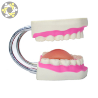 Matériel de formation pour les dents, soins dentaires, soins médicaux, modèle pour la brossage des dents