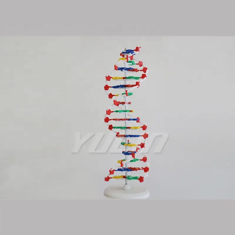 Teaching Resources DNA Model Medical Science Anatomical Model Medical School Students Detailed Anatomy Structures Teaching Aid