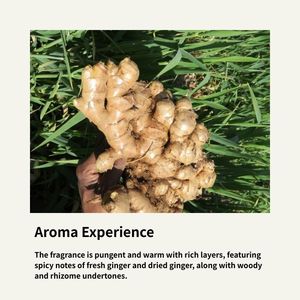 Aromatherapie Biologische Gember Etherische Olie (Zingiber Officinale) 100% Zuivere Natuurlijke Gemberwortel Stoomdestillatie Pijnverlichting - Product Image 3