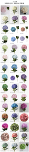 Haute qualité à la main artificielle Latex hortensia fleur tige vraie touche grande tête pour fête mariage Table fleurs décoratives - Product Image 3
