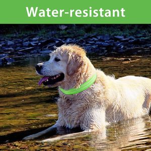 Collier et laisse pour chien en nylon réglable, rechargeable, avec motif personnalisé de luxe, vente en gros - Product Image 6