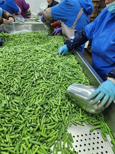 Haricot vert IQF coupé à bas <span class=keywords><strong>prix</strong></span> Haricot vert congelé Légumes Iqf entiers - Product Image 5