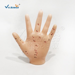 Modèle d'<span class=keywords><strong>acupuncture</strong></span> de la main de 13cm pour les applications des sciences médicales Modèle d'<span class=keywords><strong>acupuncture</strong></span> Corps humain - Product Image 2