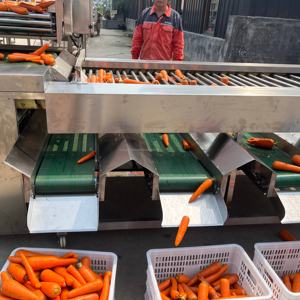 Top <span class=keywords><strong>classement</strong></span> SK citron pomme pomme pomme <span class=keywords><strong>machine</strong></span> à <span class=keywords><strong>laver</strong></span> tri tranchage séchage ligne de production - Product Image 5