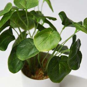 Hunan Zhangjiajie Fuyuan Yiwu popular mini bonsai plástico eucalipto lenteja de agua plantas en maceta para hotel tienda biblioteca decoración del hogar - Product Image 6