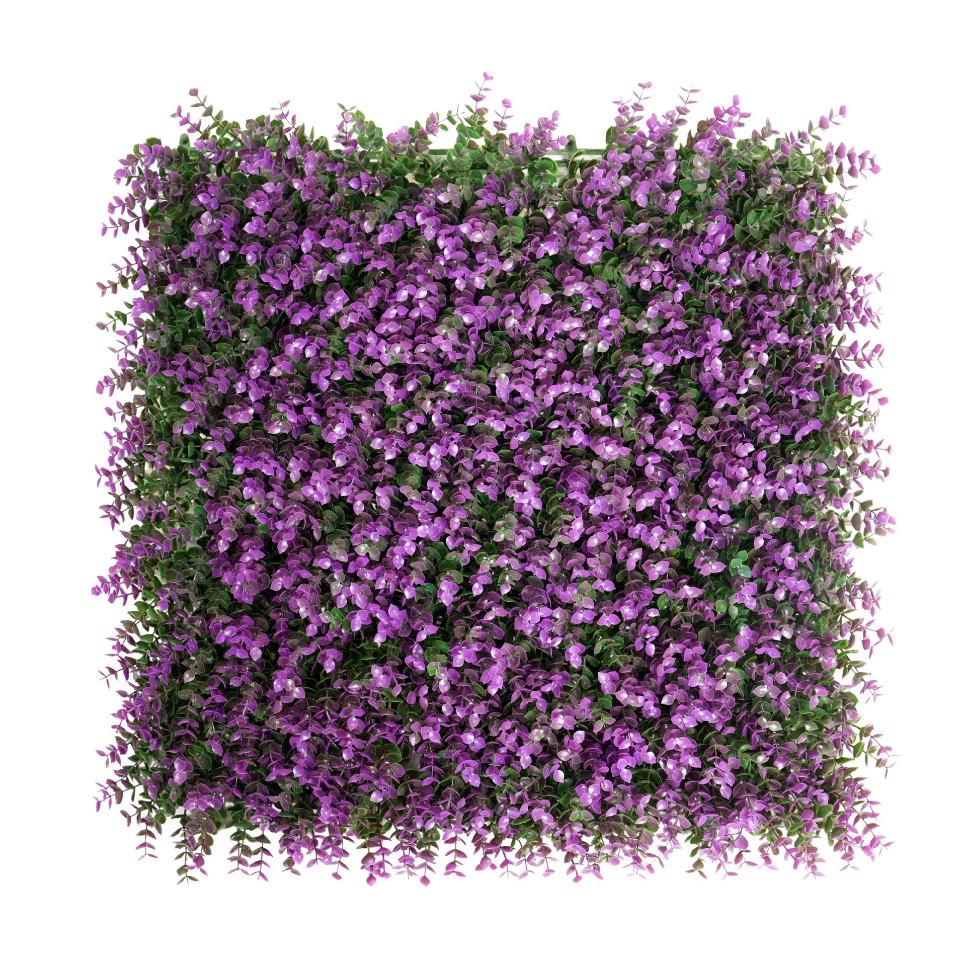 ยูคาลิปตัสสีม่วง