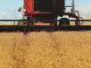 Potente Equipo <span class=keywords><strong>de</strong></span> Cosecha Agrícola AF88G 88HP Cosechadora <span class=keywords><strong>de</strong></span> Alto Torque para Huertos y Frutas - Product Image 6