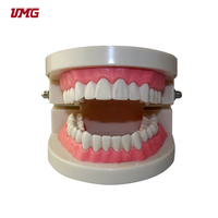 Nuevo Modelo de Dientes de Demostración Tipo Adulto Estándar para Enseñanza y Estudio Dental