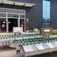 Hoge productiviteit sorteermachine voor dozen, automatische gewichtsclassificator, geoptimaliseerd voor het wegen van ronde vruchten